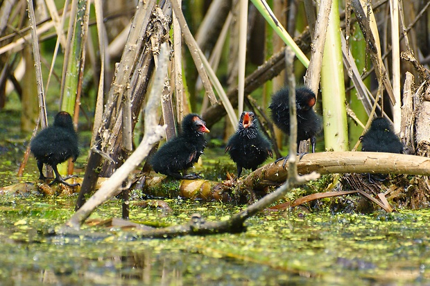 sliepočka vodná Gallinula chloropus