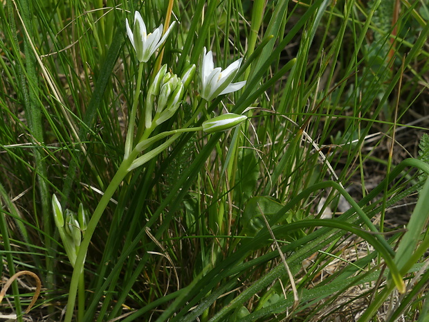 bledavka kochova Ornithogalum kochii Parl.