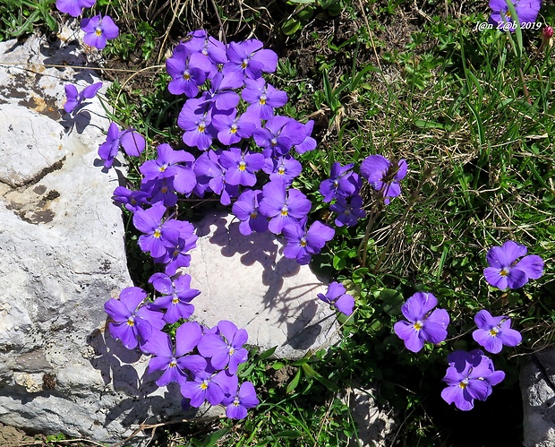 fialka vápnomilná zoysova Viola calcarata subsp. zoysii