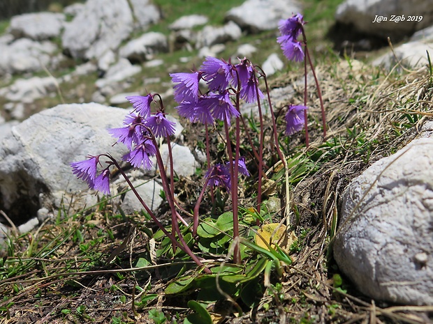 soldanelka Soldanella alpina L.
