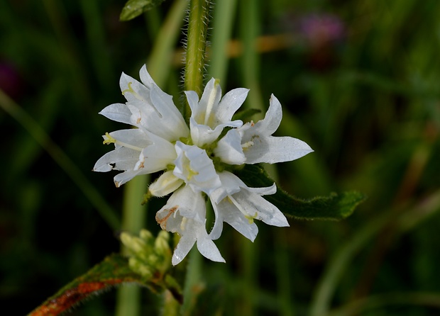 zvonček klbkatý veľkokvetý - albín Campanula glomerata subsp. elliptica (Kit. ex Schult.) O. Schwarz