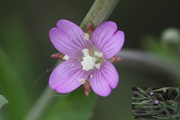 vŕbovka malokvetá Epilobium parviflorum Schreb.