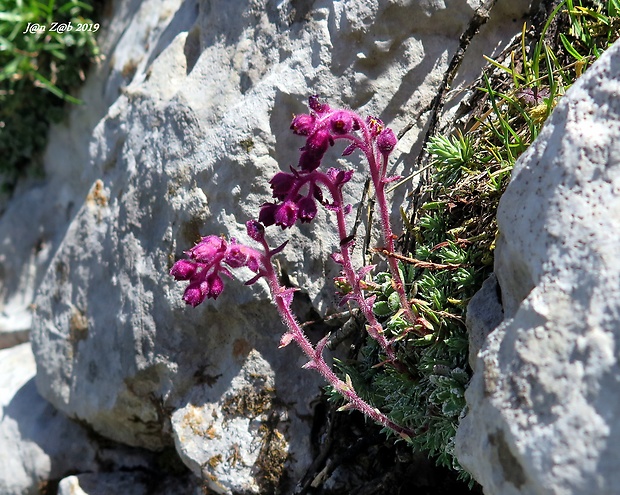 lomikameň Saxifraga grisebachii subsp. montenegrina (Halácsy &amp; Bald.) Micevski &amp; Meyer