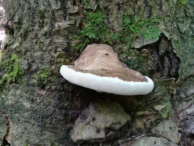 lesklokôrovka plochá Ganoderma applanatum (Pers.) Pat.