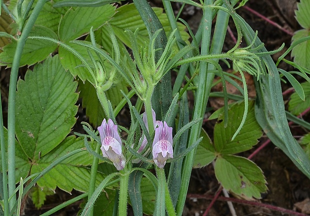 papulienka roľná Misopates orontium (L.) Raf.