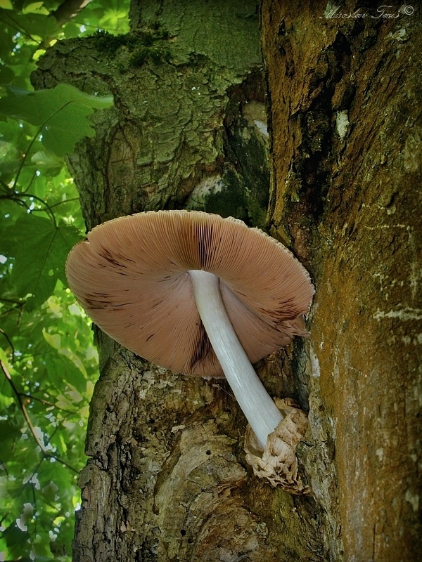 pošvovec stromový Volvariella bombycina (Schaeff.) Singer