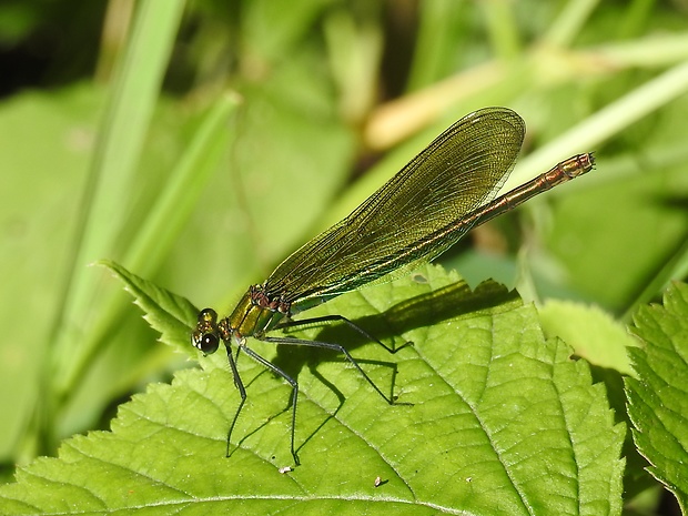 motýlice lesklá Calopteryx splendens