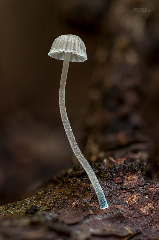 prilbička modrokorienkatá Mycena cyanorhiza Quél.