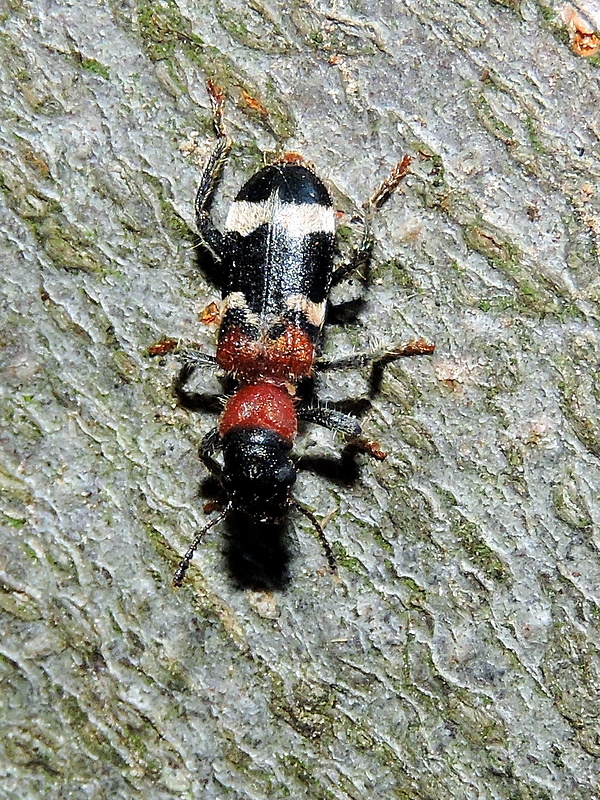 pestroš mravcový  Thanasimus formicarius