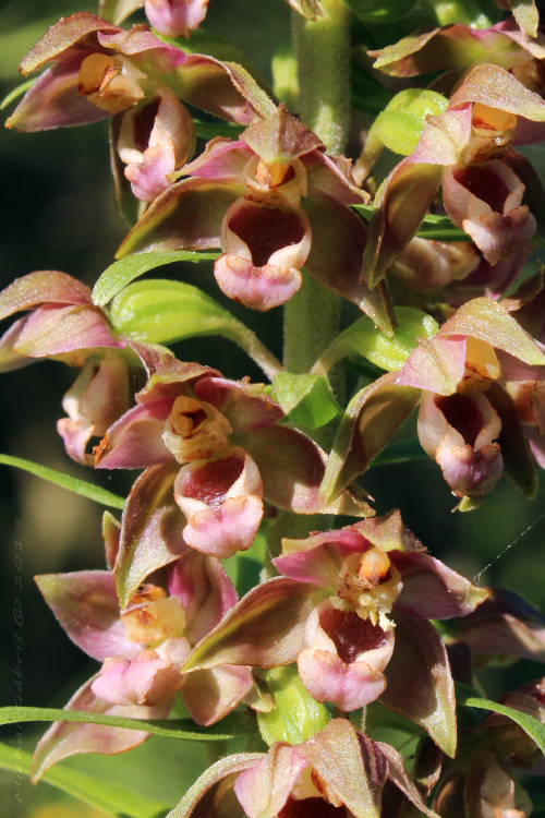 kruštík širokolistý pravý Epipactis helleborine subsp. helleborine (L.) Crantz