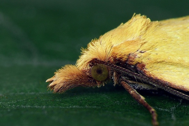 zvinúvač ihlicový (sk) / obalečík žlutý (cz) Agapeta hamana Linnaeus, 1758
