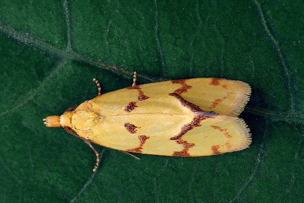 zvinúvač ihlicový (sk) / obalečík žlutý (cz) Agapeta hamana Linnaeus, 1758