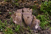 lievikovec kyjakovitý