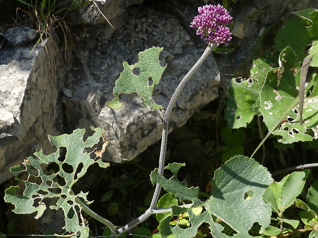 mačucha Adenostyles leucophylla (Willd.) Rchb.