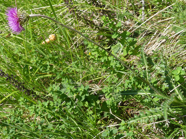 bodliak Carduus defloratus subsp. rhaeticus (DC.) Murr