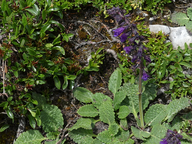 šalvijka pyrenejská Horminum pyrenaicum L.