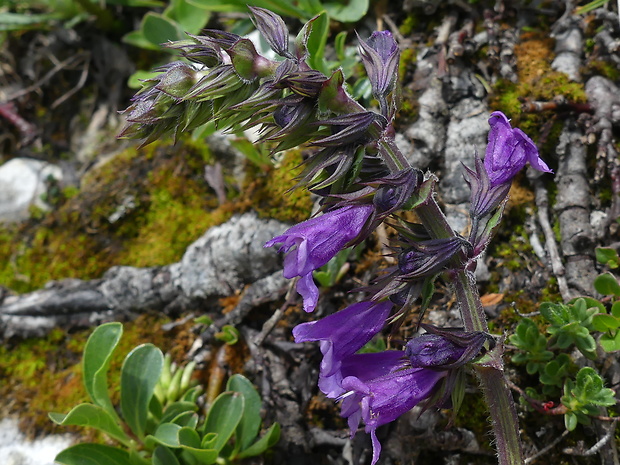 šalvijka pyrenejská Horminum pyrenaicum L.