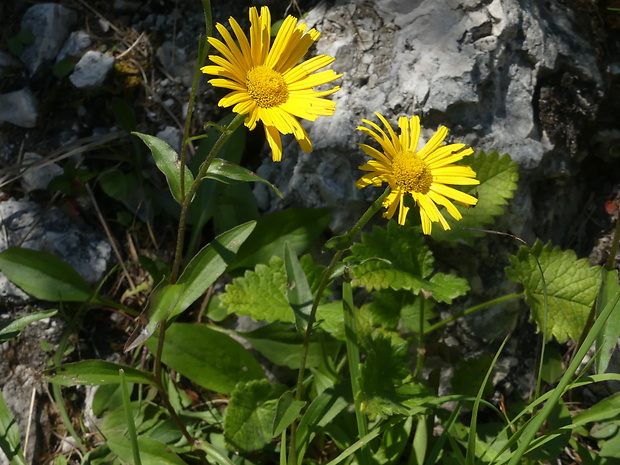volovec vŕbolistý Buphthalmum salicifolium L.