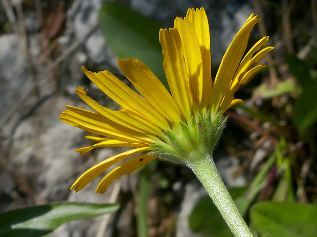volovec vŕbolistý Buphthalmum salicifolium L.