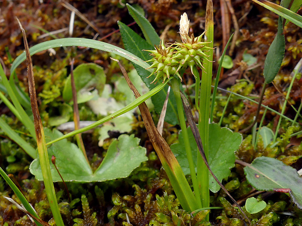 ostrica žltá  Carex flava subsp. alpina (Kneuck.) O.Bolòs, Masalles & Vigo