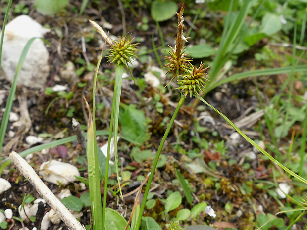 ostrica žltá  Carex flava subsp. alpina (Kneuck.) O.Bolòs, Masalles & Vigo