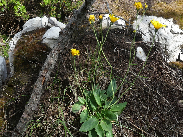 jastrabník Hieracium caesium