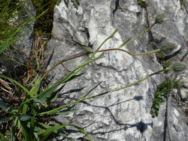 jastrabnik Hieracium glabratum Willd. ex Froel.
