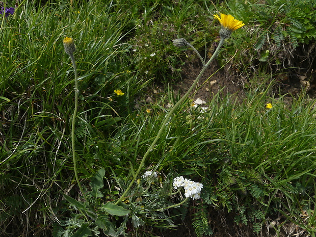 jastrabnik Hieracium pallescens Waldst. & Kit.