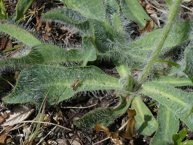 jastrabnik Hieracium piliferum Hoppe ex Fr.