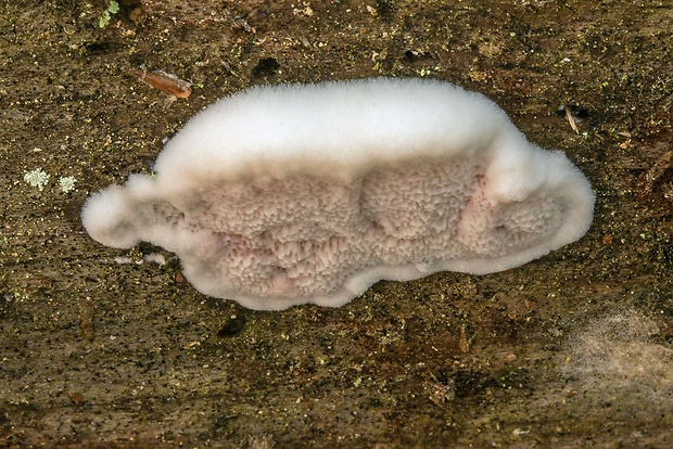 tvarohovček fialovejúci Leptoporus mollis (Pers.) Quél.