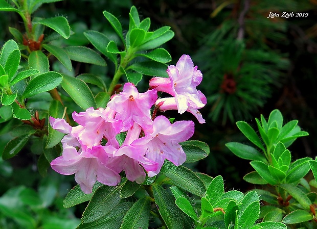 rododenderon chlpatý Rhododendron hirsutum L.