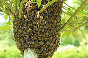 včela medonosná - rojenie