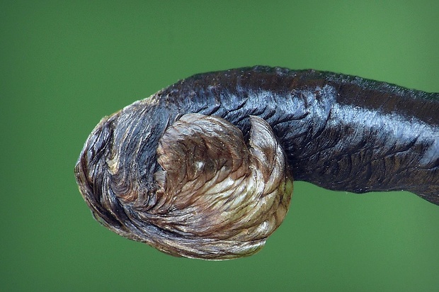 rúrkovček vikomilný (sk) / pouzdrovníček kručinkový (cz) Coleophora vibicella Hübner, 1813