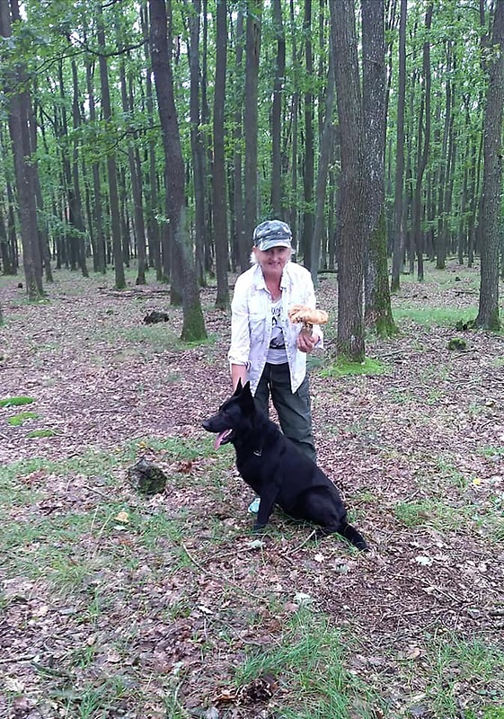 hríb dubový Boletus reticulatus Schaeff.