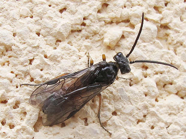 piliarka Tenthredinidae sp.