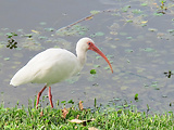 ibis biely