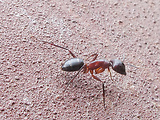 mravec obyčajný