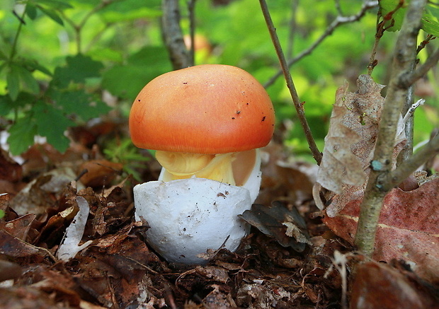 muchotrávka cisárska Amanita caesarea (Scop.) Pers.