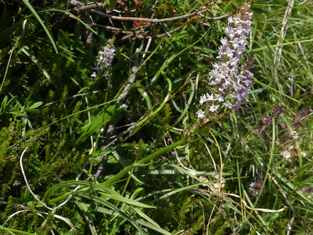 päťprstnica voňavá Gymnadenia odoratissima (L.) Rich.