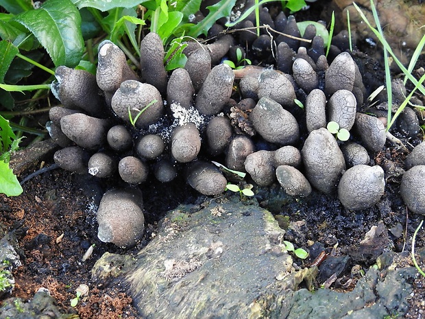 drevnatec Xylaria sp.