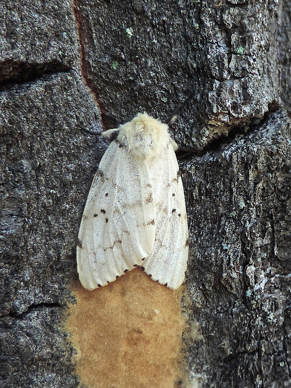 mníška veľkohlavá / bekyně velkohlavá ♀ Lymantria dispar Linnaeus, 1758