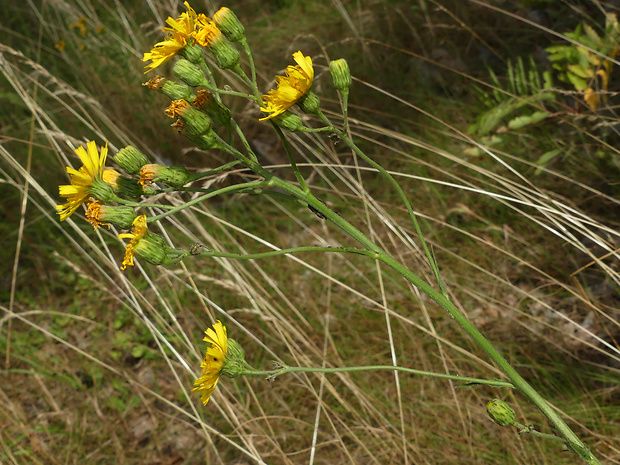 jastrabník hladký Hieracium laevigatum Willd.