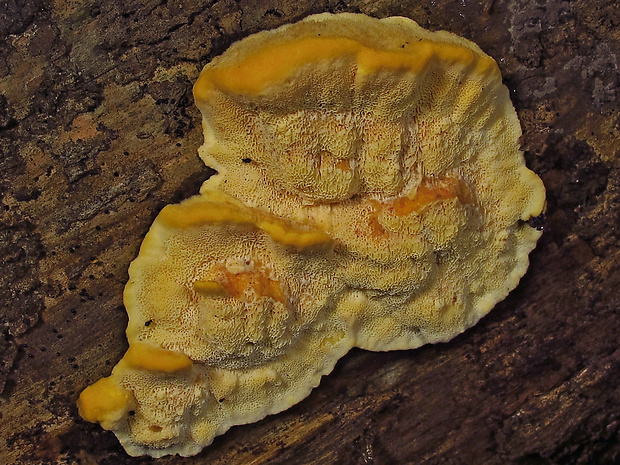 oranžovec vláknitý Pycnoporellus fulgens (Fr.) Donk
