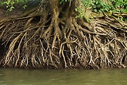 Takmer „mangrovy“