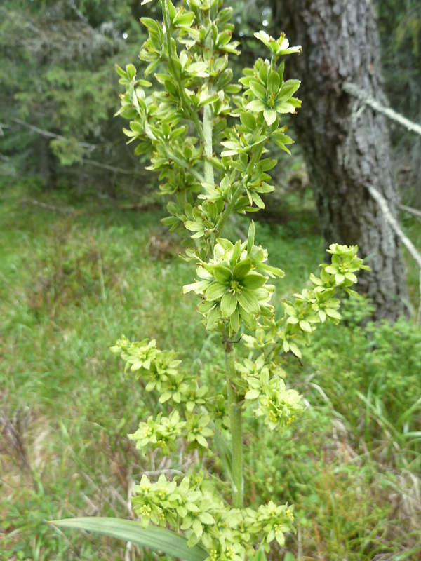 kýchavica biela lobelova Veratrum album subsp. lobelianum (Bernh.) Arcang.