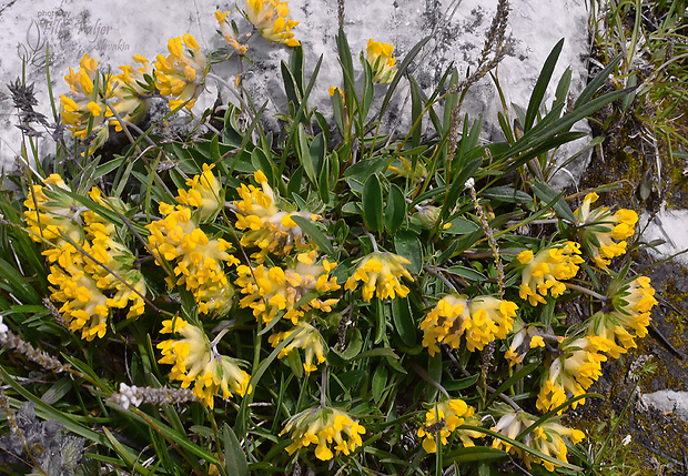 bôľhoj lekársky Anthyllis vulneraria subsp. alpestris (Schult.) Asch. & Graebn.