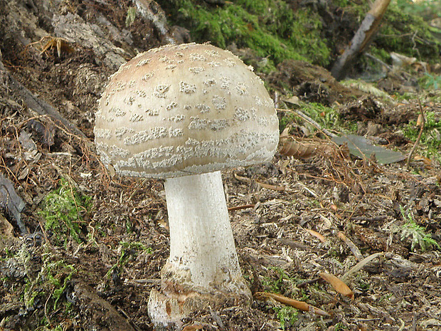 muchotrávka červenkastá Amanita rubescens Pers.