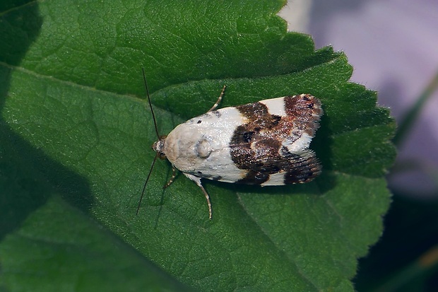 morička slezová (sk) / světlopáska slézová (cz) Acontia lucida Hufnagel, 1766