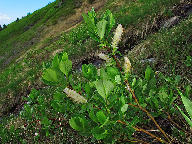 vŕba oštepovitolistá okrúhlolistá Salix hastata subsp. vegeta Andersson
