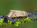 sivkavec konopný